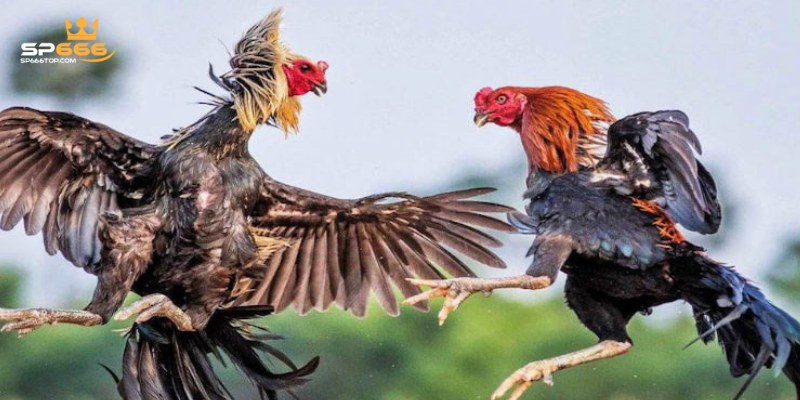 Nguyên tắc cần biết khi tham gia đá gà cựa dao