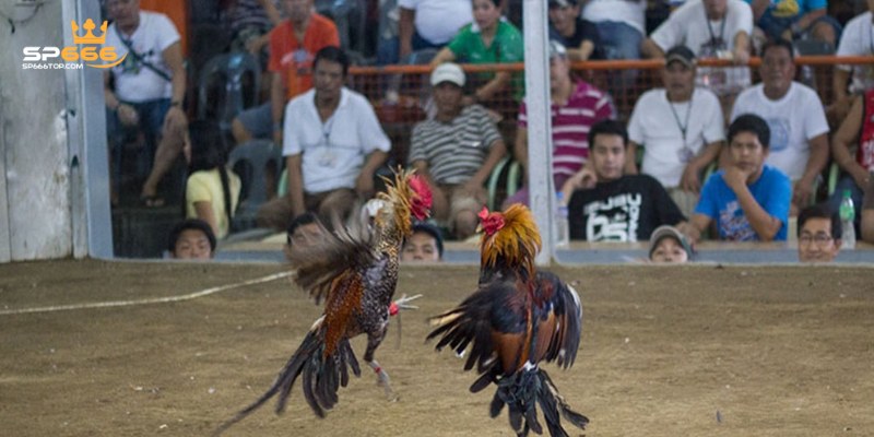 3 kèo cược về đá gà phổ biến nhất 2024 