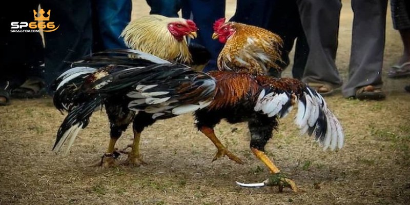 Kinh nghiệm tham gia trực tiếp đá gà cựa dao