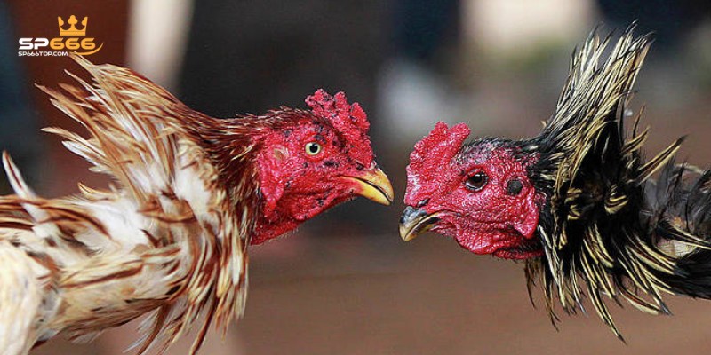 Đá Gà SP666 – Sân Chơi Đỉnh Cao Dành Cho Các Kê Thủ 1 Khám phá sảnh đá gà trực tuyến trên nhà cái SP666