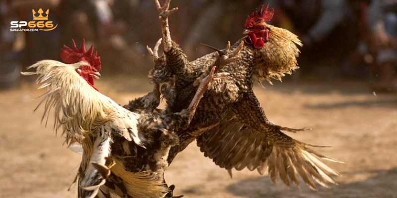 Đá Gà SP666 – Sân Chơi Đỉnh Cao Dành Cho Các Kê Thủ 2 Các loại hình đá gà SP666 đặc sắc được chơi nhiều nhất