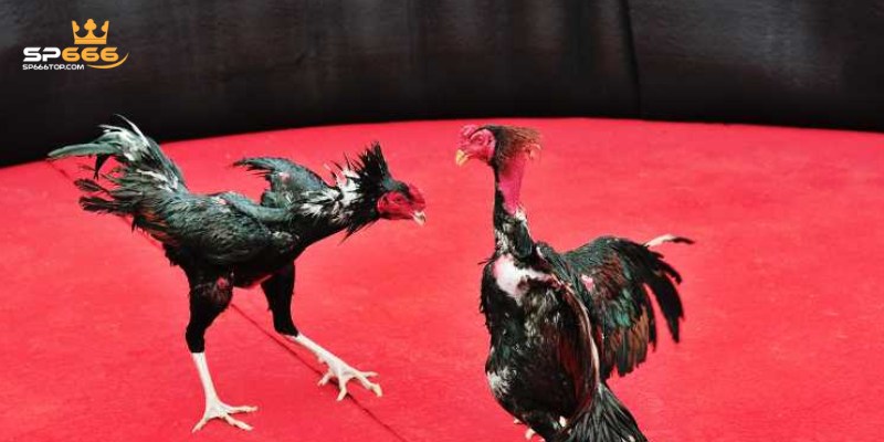 Đá Gà SP666 – Sân Chơi Đỉnh Cao Dành Cho Các Kê Thủ 4 Danh sách nhà phát hành đá gà SP666 hot nhất hiện nay