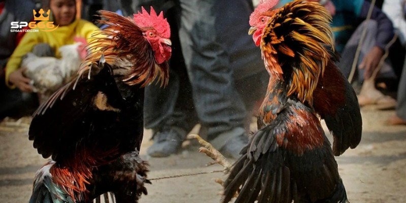 Đá Gà SP666 – Sân Chơi Đỉnh Cao Dành Cho Các Kê Thủ 5 Bí quyết bắt kèo đá gà hiệu quả tỷ lệ thắng cược cao