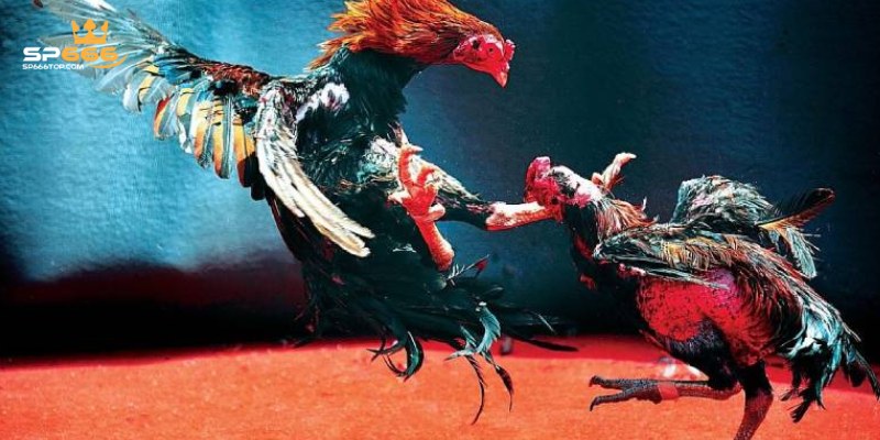 Thuật ngữ bạn nên hiểu rõ trong đá gà Thomo