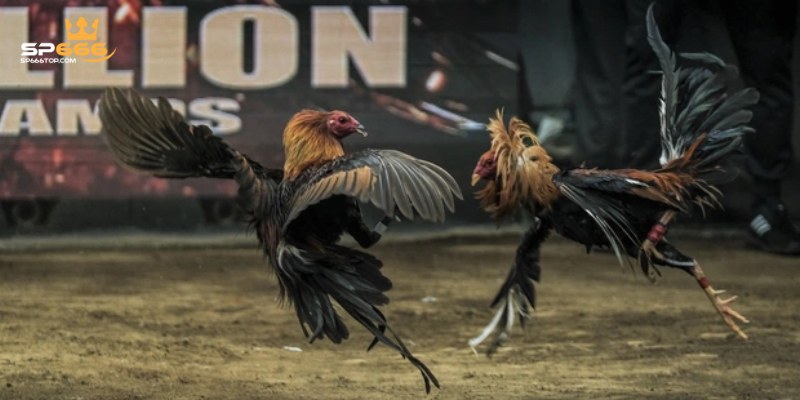 Các quy định cần biết trong luật chơi đá gà C1