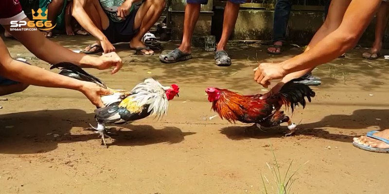 Đá gà cựa sắt chinh phục đông đảo khách hàng tham gia