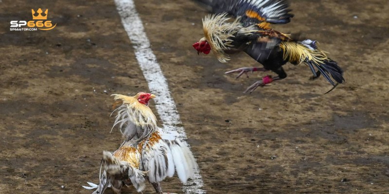 Đá gà đòn được yêu thích tại đá gà trực tiếp C1